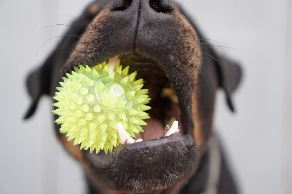 best pet toy