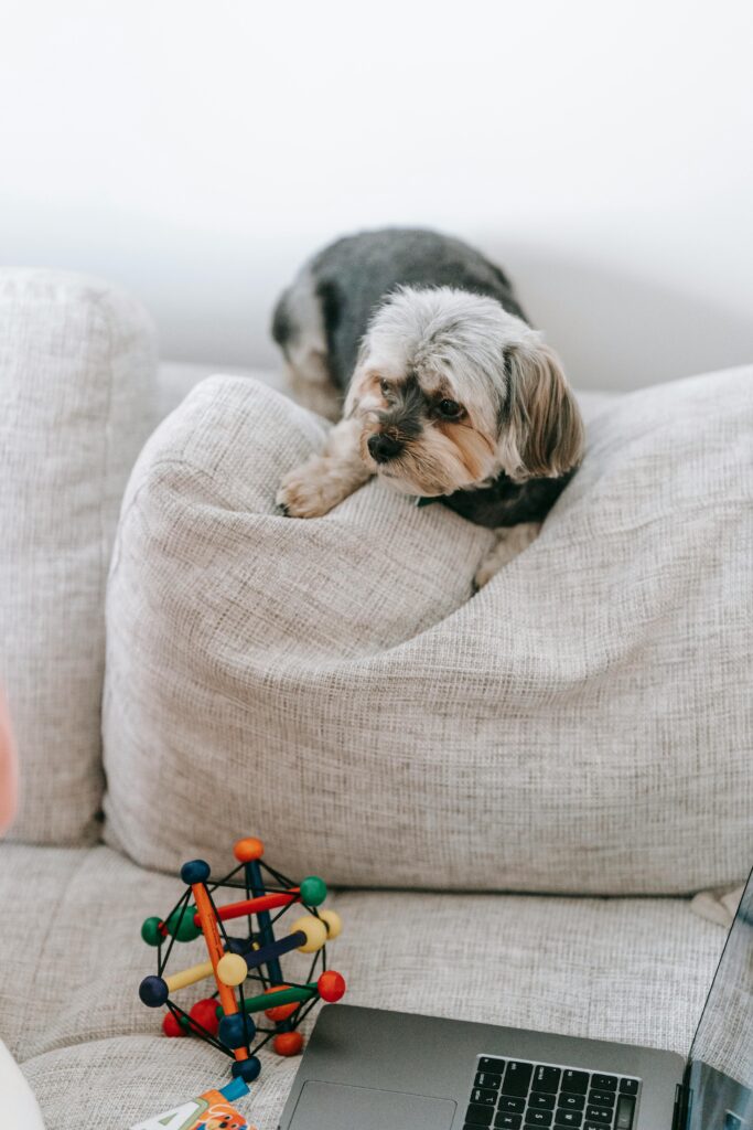 pet toy